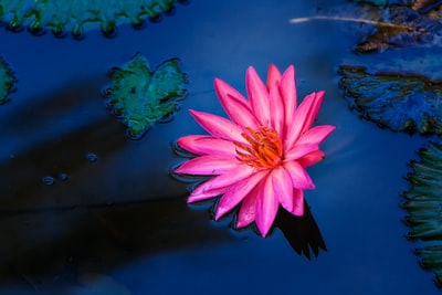 水上粉红莲花
